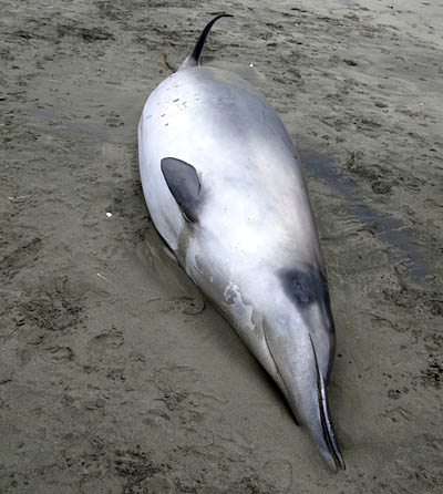 Baleia-bicuda-de-gray (Mesoplodon grayi), espécie mais conhecida e comum nas águas neozelandesas. (Foto: Governo da Nova Zelândia)