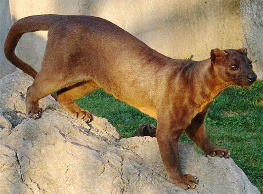 A fossa, exemplo da fauna singular de Madagascar. (Foto: Factzoo.com)