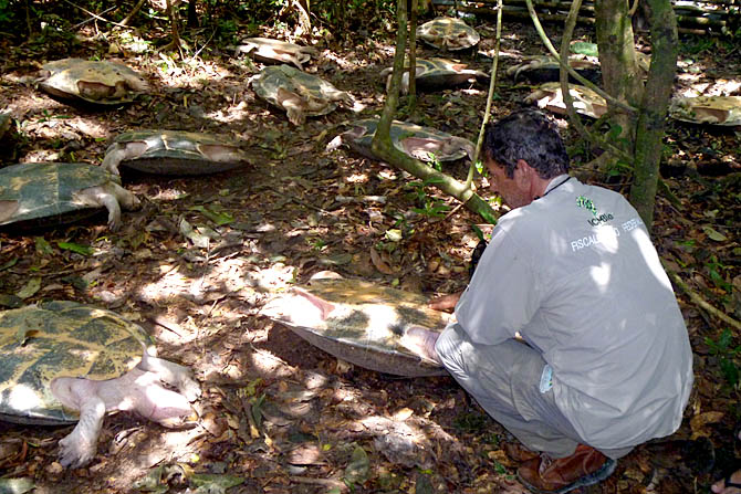 Para impedir a fuga, tartarugas são colocadas de barriga para cima pelos traficantes e morrem sufocadas. Clique nas fotos abaixo para ampliar. Fotos: Divulgação Ibama