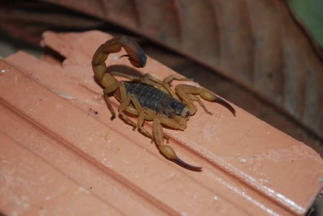 O escorpião-amarelo (Tityus serrulatus), conhecido por causar graves acidentes e mortes, habita o Sudeste do Brasil. Foto: CIT/RS