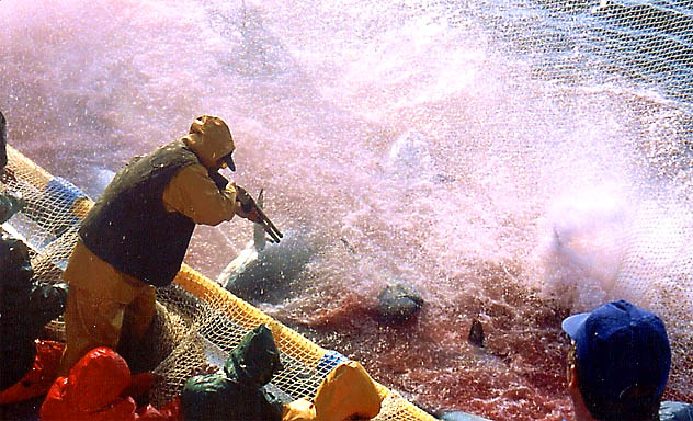 Pesca de atum no Mediterrâneo. Barcos italianos capturam 5 vezes mais que a cota da UE, denuncia o WWF. (Foto: Sarah Bladden/WWF)