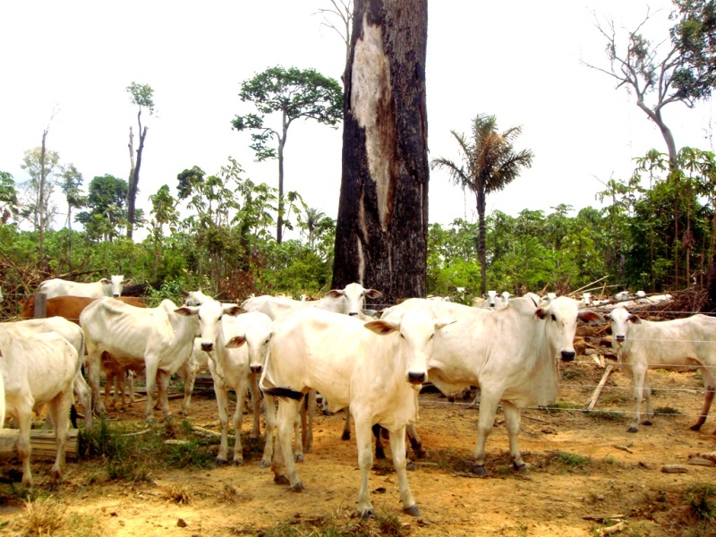 Bois apreendidos pelo Ibama na Amazônia dentro da Floresta Nacional do Jamanxin (Nelson Feitosa/Ibama)