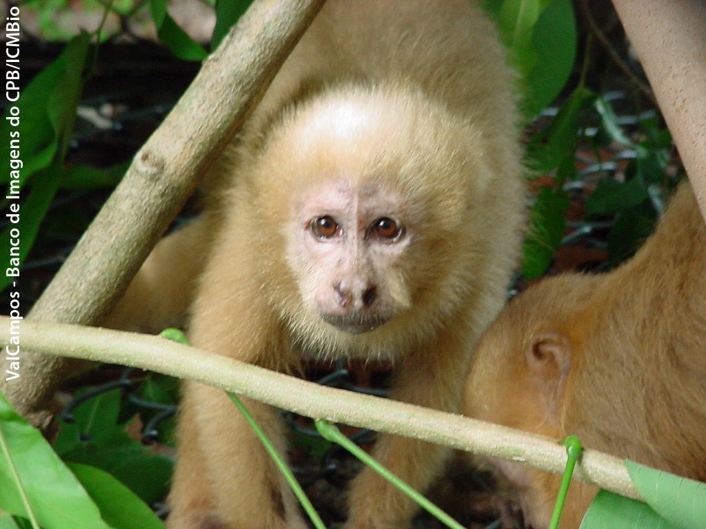macaco-prego-galego (ICMBio)