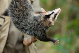 O gamba-de-orelha-branca (fotos: Alexandre Marchetti)