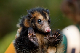 O gamba-de orelha- preta 