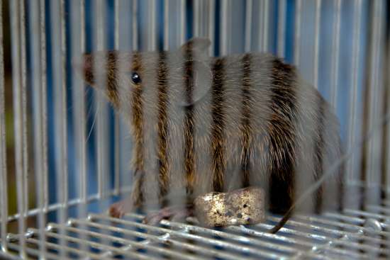 Novo roedor identificado na região (foto: Alexandre Marchetti/Itaipu Binacional))