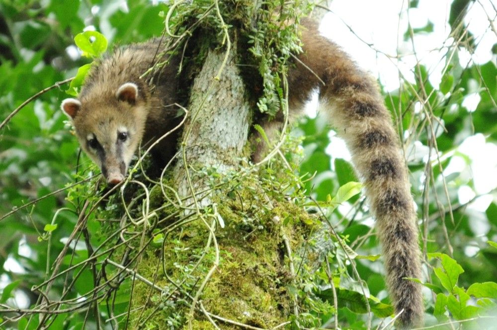 Quati (Nasua nasua) acuado numa árvore na RPPN Corredeiras do Rio Itajaí, em Itaiópolis (SC).