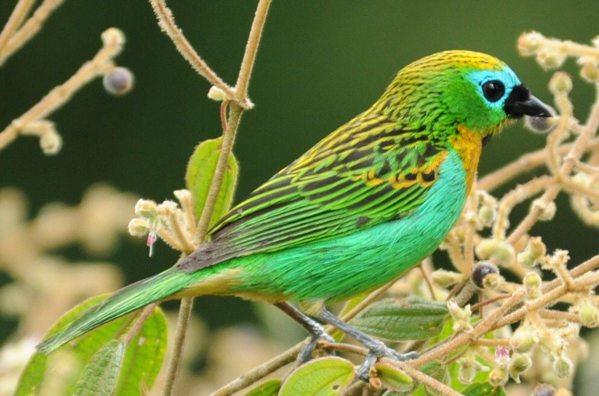 Saira-lagarta (Tangara desmaresti): riqueza da biodiversidade da RPPN Corredeiras do Rio Itajaí, em Itaiópolis (SC).