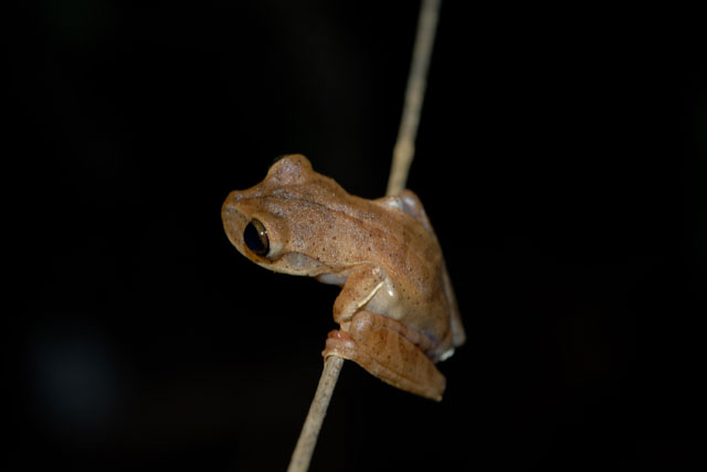 O Bokermannohyla sazimai é uma espécie endêmica do cerro, que vive em matas de galeria nas regiões da Serra da Canastra e Triângulo Mineiro. Estima-se que deverá perder mais de 70% de sua área de distribuição devido às mudanças climáticas. Foto: Paula H. Valdujo