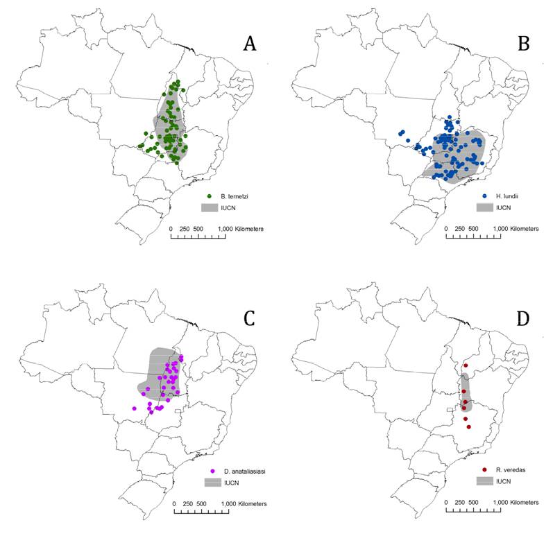 No mapa, a área de ocorrência de quatro espécies de anfíbios. Em cinza, a distribuição conhecida antes do estudo. Os pontos coloridos indicam novos registros obtidos pelo estudo | Clique para ampliar