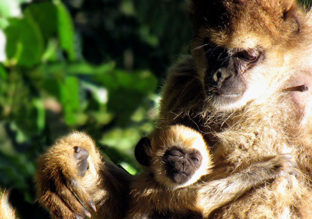 Muriqui abraça os filhotes. Foto: Paula Breves | Clique para ver imagem completa.