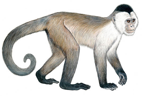 Macaco-caiarara (Cebus kaapori). (Fonte: Conservação Internacional)