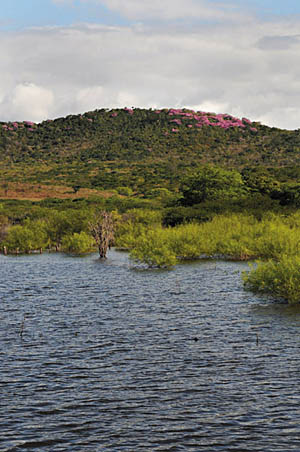 A flora aquática no leito do São Francisco com as flores róseas Handroanthus impetiginosus no alto da serra. Foto: J. A. de Siqueira Filho)