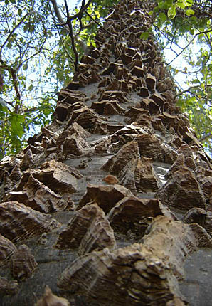 Floresta mineira volta a ser regida pela Lei da Mata Atlântica (foto:Mário Marcos)