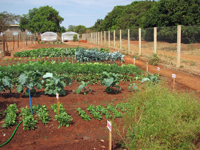 Horta orgânica em projeto no Distrito Federal (foto: Aldem Bourscheit)