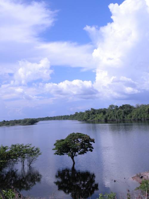 Rio Jauaperi: rico em peixes e quelônios. (foto: Karina Miotto)