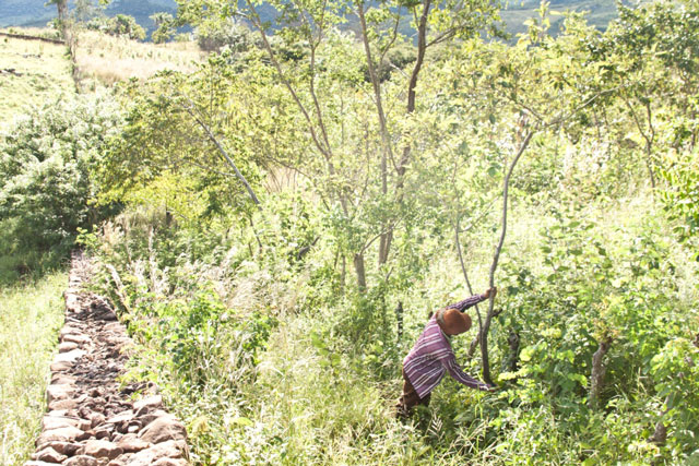 Produção agroecológica mantém a vegetação natural, não utiliza produtos químicos e prega um princípio de trocas com o homem do campo. Foto: Vladia Lima