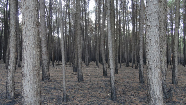 Essa foto não é preto e branco. Essa é a cor das árvores mortas pelo incêndio. Foto: Nathália Clark 