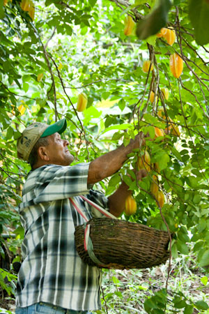 Produtor retira carambolas do Sítio de Zé Caboclo, Engenho Conceição, em Sirinhaém, Pernambuco. A agricultura familiar abastece 70% das mesas brasileiras. Foto:Vládia Lima