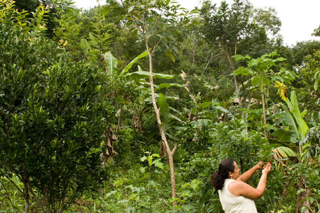 No Sítio Feijão, em Bom Jardim, Pernambuco, um exemplo da produção agroecológica. O verde ganha espaços, há diversidade de culturas e a natureza responde da forma orgânica. Foto: Vládia Lima