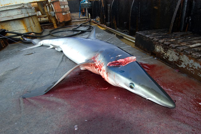 Sobrepesca, pesca predatória e finning (retirada das barbatanas e nadadeiras) são apontadas como causas para extinção da espécie de predador. Foto: André Seale