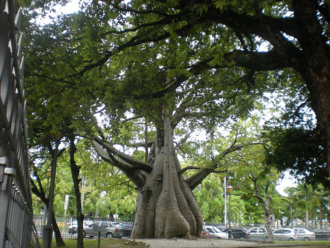 O baobá da Praça da República. Foto: Celso Calheiros