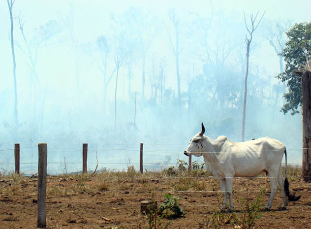 Fazenda aberta recentemente para consolidar desmatamento em área pleiteada para ampliação da Terra Indígena Menku, no noroeste de Mato Grosso. (Foto: Andreia Fanzeres)