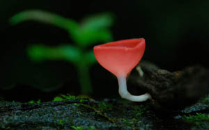 Clique aqui para ver o slideshow