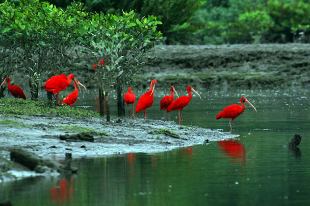 Guará-vermelho é espécie regionalmente ameaçada cuja população está se recuperando. (Foto: Fábio Olmos)