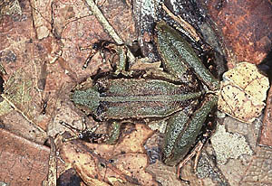 Rãzinha do gênero Eleutherodactylus fotografada em Itaiópolis (SC). (Foto: Germano Woehl)