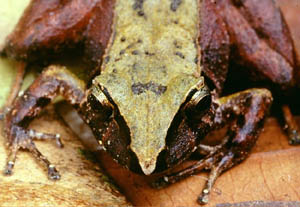 Rãzinha do gênero Eleutherodactylus fotografada na porção de mata urbana em Itaiópolis (SC). As espécies deste gênero se reproduzem por desenvolvimento direto (sem girinos na fase aquática). (Foto: Germano Woehl)