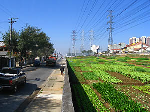 Canteiro sob torres de transmissão da Eletropaulo, em São Bernardo do Campo, SP. (Foto: AGDS)