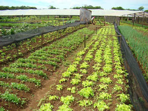 Verduras praticamente acabam nos canteiros de Chapada dos Guimarães nos finais de semana, tamanha é a procura pela população local e de cidades vizinhas. (Foto: Andreia Fanzeres)