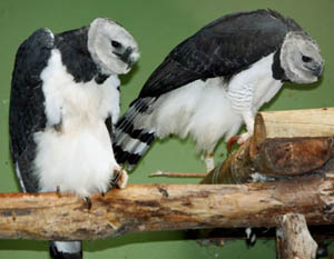 Casal de harpias tenta reprodução em cativeiro há cerca de oito anos. (Foto: Alexandre Marchetti)