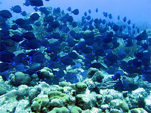 Maravilhas subaquáticas na ilha de Bonaire, no Caribe. Clique e confira slideshow. (Fotos: Pedro da Cunha e Menezes)
