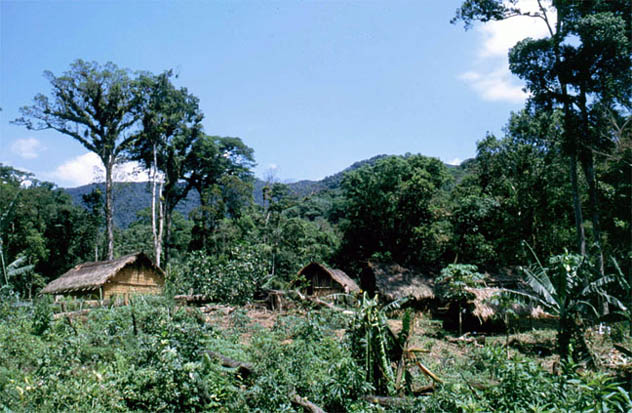 Não se preocupe, estamos aumentando a biodiversidade! Área invadida por Guaranis no Parque Estadual Intervales, em São Paulo. As árvores ao fundo dão uma idéia da floresta que foi destruída. (Foto: Fábio Olmos)