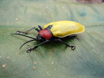 Um inseto coloridíssimo clicado em área da Calha Norte: de tão bonito, pode ser confundido com um broche (Foto: Luciano Montag)