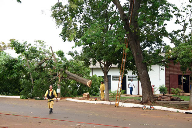 Tarefa cumprida, árvore derrubada! Foto: Divulgação