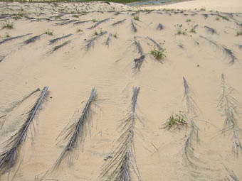 Visão aérea de outra fazenda de camarão abandonada no Cumbe. Diferente das outras, ela foi aberta longe do mangue, o que exigiu uma drenagem das águas do rio Jaguaribe. (Foto: Felipe Lobo)