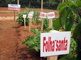 Plantas medicinais da Farmácia Viva. (Foto: Aldem Bourscheit)