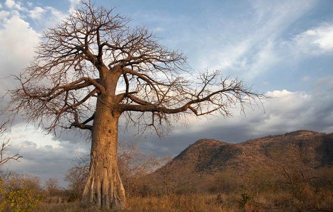 Uma baobá no Parque Nacional Ruaha, no sul da Tanzânia. (Foto: Haroldo Castro)