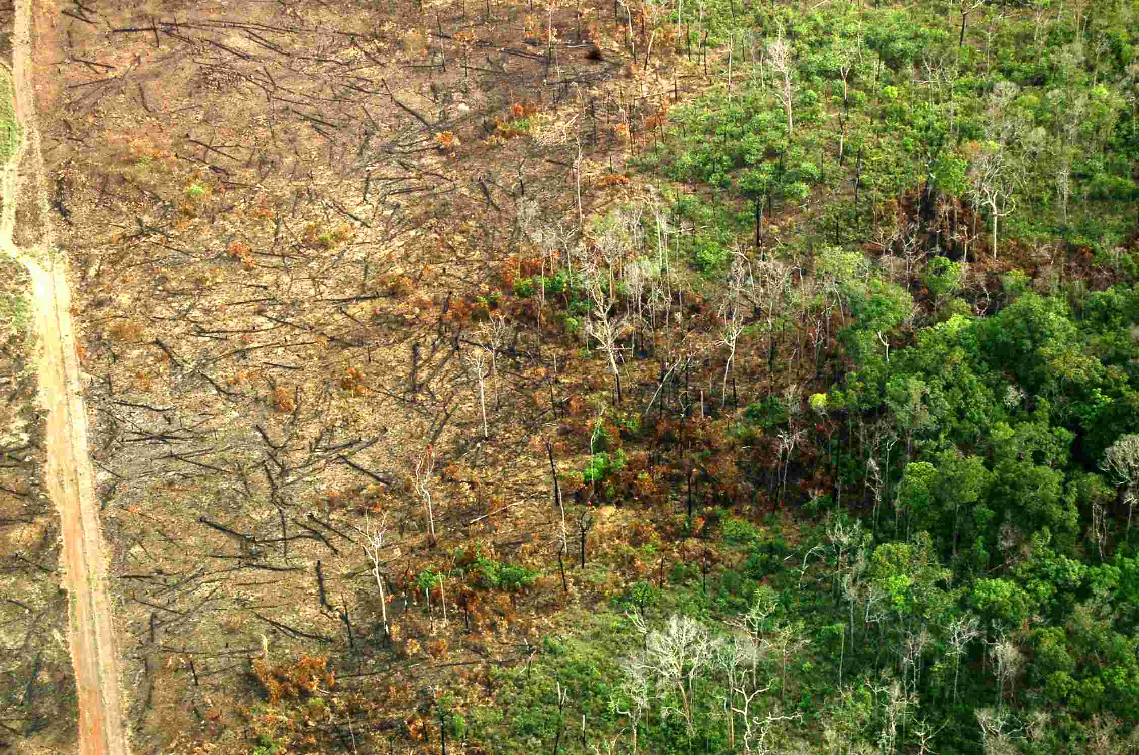 Evidência do vazamento do fogo em uma área desmatada para uma área de floresta no estado do Mato Grosso (foto: Instituto Centro de Vida)