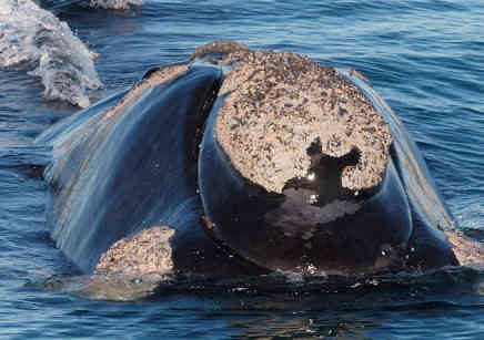 Baleia franca na Patagônia argentina (fotos: divulgação WWF)