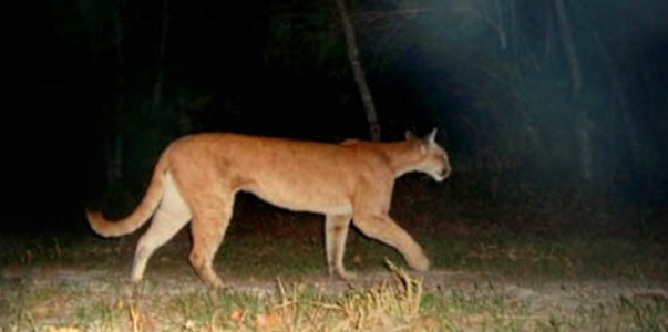 Onça parda (puma concolor) pega por armadilha fotográfica. Ela assusta e, por isso, é pouco popular. foto: ecotropica.org.br