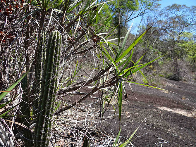 Canga de Carajás.